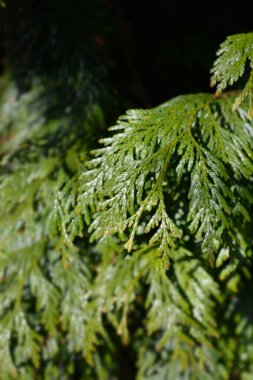 Batı kırmızı sedir dalı - Latince adı - Thuja plicata