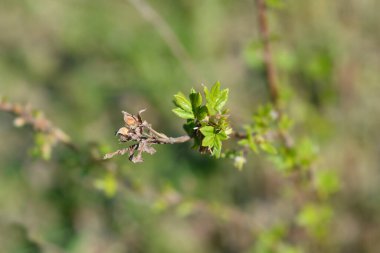 Tohum başları ve yeni yaprakları olan çalılık Cinquefoil kuru dalı - Latince adı - Potentilla fruticosa