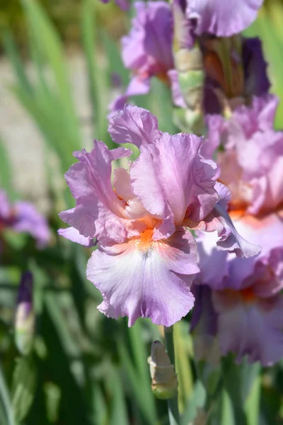 Tall Bearded Iris Persian Berry Flower Latin Name Iris Barbata — Stock Photo, Image