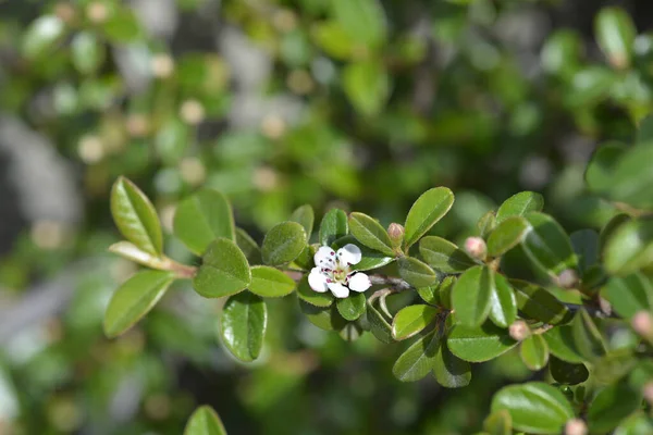 Bearberry Cotoneaster Gałąź Kwiatami Łacińska Nazwa Cotoneaster Dammeri — Zdjęcie stockowe