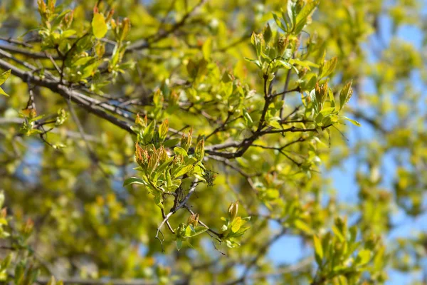Amur Maple Branches New Leaves Flower Buds Latin Name Acer — Photo
