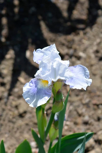Intermediate Bearded Iris Antarctique Flower Latin Name Iris Barbata Media — Foto Stock