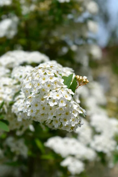 白い花を持つリーヴスピラエアの枝 ラテン語名 Spiraea Cantoniensis — ストック写真