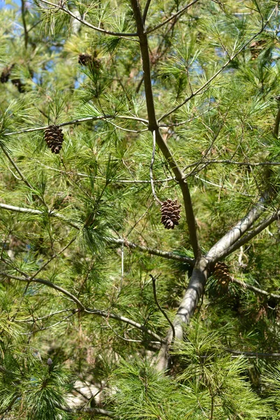 Kínai Fehér Fenyő Latin Név Pinus Armandii — Stock Fotó