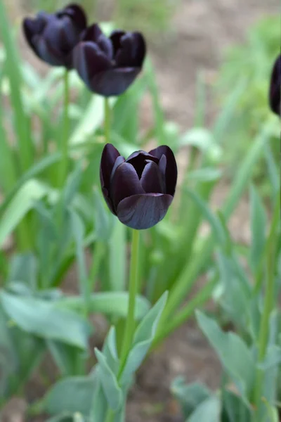 Single Late Tulip Queen Night Flower Λατινική Ονομασία Tulipa Queen — Φωτογραφία Αρχείου