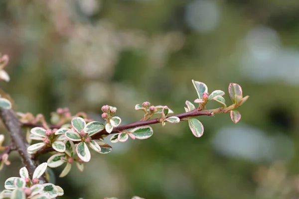 Swedish Cotoneaster Juliette Branch Flower Buds Latin Name Cotoneaster Suecicus — ストック写真
