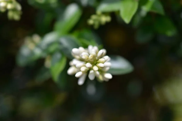 Delavay Corail Bourgeons Floraux Blancs Nom Latin Ligustrum Delavayanum — Photo