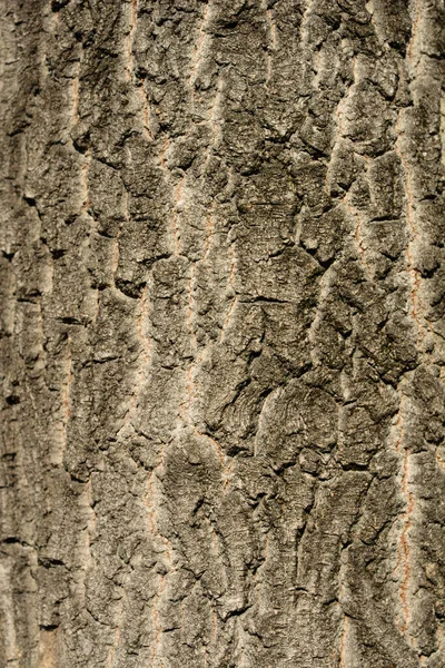 Boxelder Maple Bark Detail Λατινική Ονομασία Acer Negundo — Φωτογραφία Αρχείου