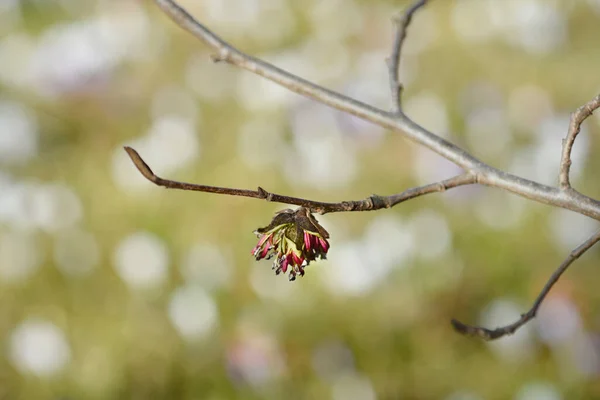 Çiçekli Ran Demirağacı Dalı Latince Adı Parrotia Persica — Stok fotoğraf