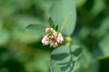 Küçük çiçekli yaygın kar çileği dalı - Latince adı - Symphoricarpos albus