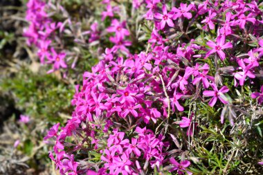 Sürünen Phlox Atropurpurea çiçekleri Latince adı Phlox subulata Atropurpurea