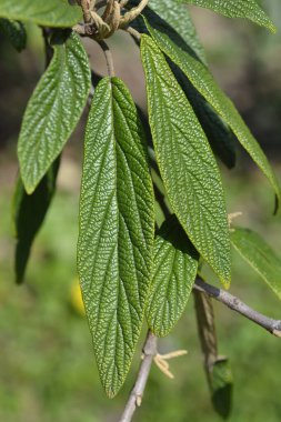 Kırışık viburyum yaprakları - Latince adı Viburnum rhyridophyllum