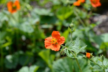 Turuncu çiçek - Latince adı - Geum coccineum