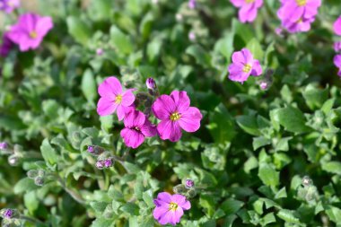 Royal Red Rock Cress çiçekleri - Latince adı - Aubrieta deltoidea Royal Red