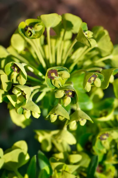発芽ブラックパールの花 ラテン語名 ユーフォルビアの特徴ブラックパール — ストック写真