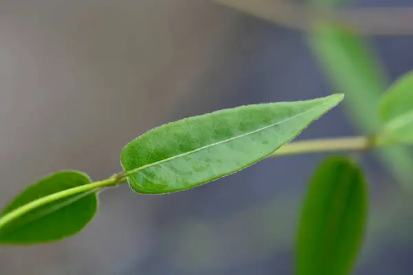 Henrys Honeysuckle Leaves Łacińska Nazwa Lonicera Acuminata — Zdjęcie stockowe