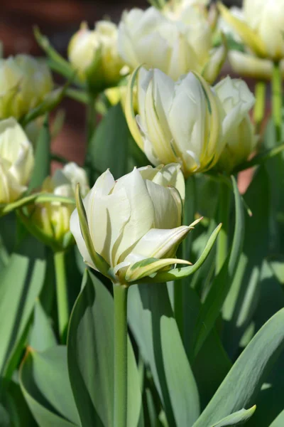 Tulip Exotic Emperor Flowers Латинское Название Tulipa Exotic Emperor — стоковое фото