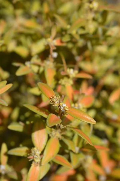 Çiçek Tomurcuklu Genel Kutu Dalı Latince Adı Buxus Sempervirens — Stok fotoğraf