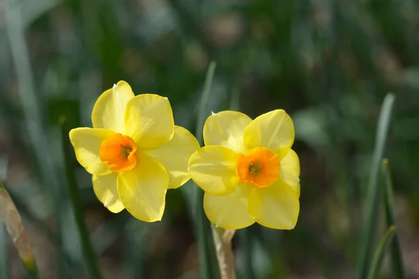 Алая Жемчужина Цветов Нарцисса Латинское Название Narcissus Scarlet Gem — стоковое фото