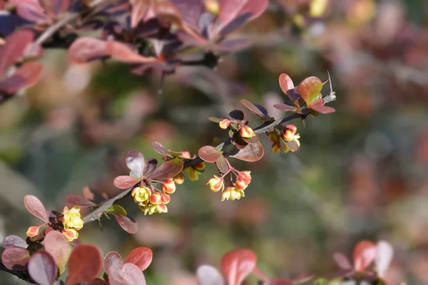 Fioletowy Japoński Gałąź Jagodowa Kwiatami Nazwa Łacińska Berberis Thunbergii Atropurpurea — Zdjęcie stockowe