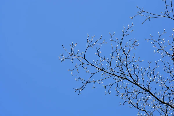Dogwoodbranches Floridos Com Botões Contra Céu Azul Nome Latino Cornus — Fotografia de Stock