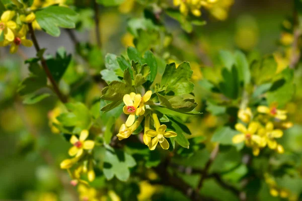 Zlatá Rybízová Větev Květinami Latinský Název Ribes Aureum — Stock fotografie