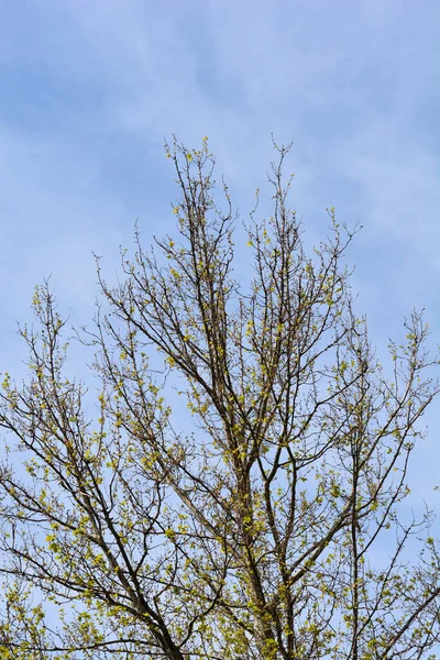 London Plane Branches New Leaves Seed Blue Sky Latin Name — Stock Photo, Image