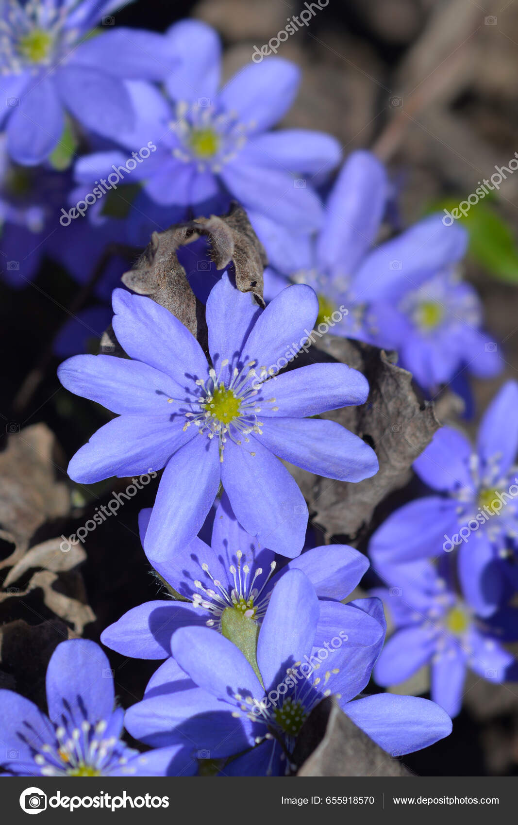 A Wedding Customer Favorite: Blue Moon Hydrangea Stationery – Hydrangeas  Blue, image size:1067x1700