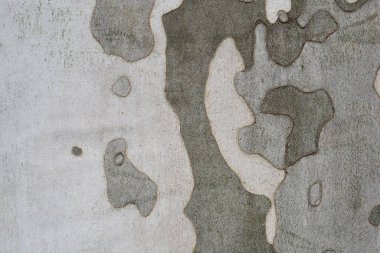 London plane bark detail - Latin name - Platanus x hispanica