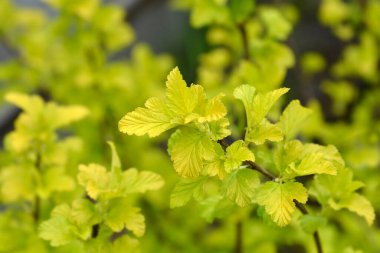 Ninebark Angel Gold Latince adı Physocarpus opulifolius Angel Gold.