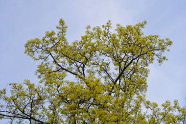 Mavi gökyüzüne karşı çiçekli Norveç akçaağaç dalları - Latince adı - Acer platanoides