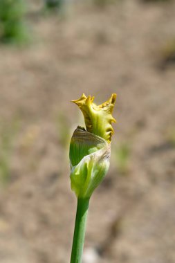 Sınır Sakallı Iris Luna Di Miele çiçek tomurcuğu Latince adı Iris Luna Di Miele