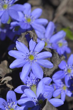 Liverwort mavi çiçekleri - Latince adı - Hepatica nobilis