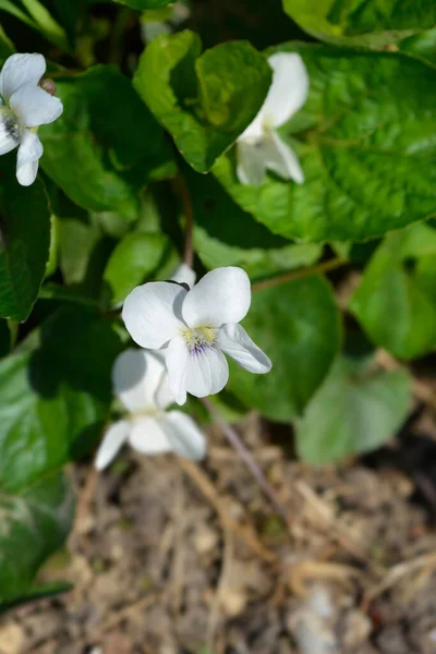 Fehér Lila Virág Latin Név Viola Sororia Albiflora — Stock Fotó