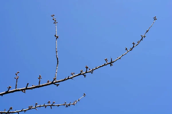 Damson Plum Квітковими Бруньками Латинська Назва Prunus Domestica Підступність — стокове фото