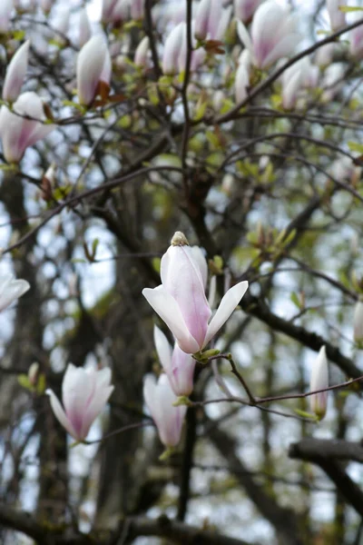 Magnolia Branch Flowers Latin Name Magnolia Soulangeana — Stock Photo, Image