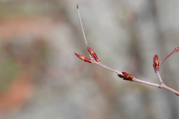 Японская Ветвь Клена Листьями Латинское Название Acer Palmatum — стоковое фото