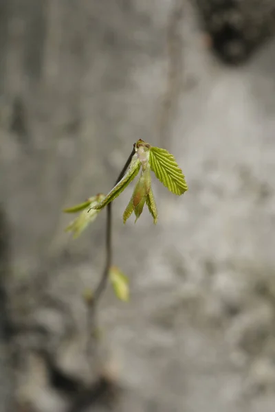 新しい葉を持つ一般的なホーンビームの枝 ラテン名 カルピナス ベトゥルス — ストック写真