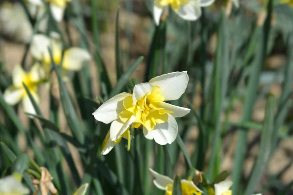 Papillon Daffodil Souriant Twin Flowers Nom Latin Narcisse Souriant Twin — Photo