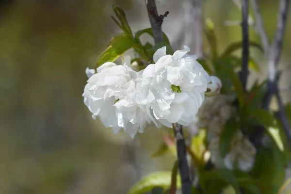 Dwarf Flowering Almond Alba Plena Branch Flowers Latin Name Prunus — Foto Stock