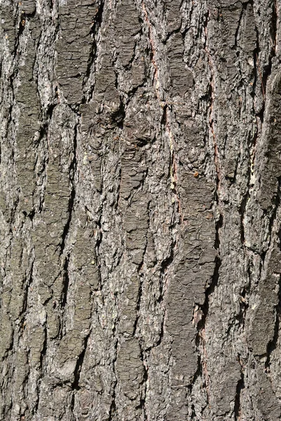 Keleti Fehér Fenyő Kéreg Latin Név Pinus Strobus — Stock Fotó