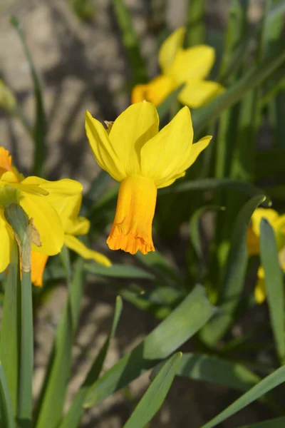 Flor Daffodil Jetfire Nome Latino Narcissus Jetfire — Fotografia de Stock