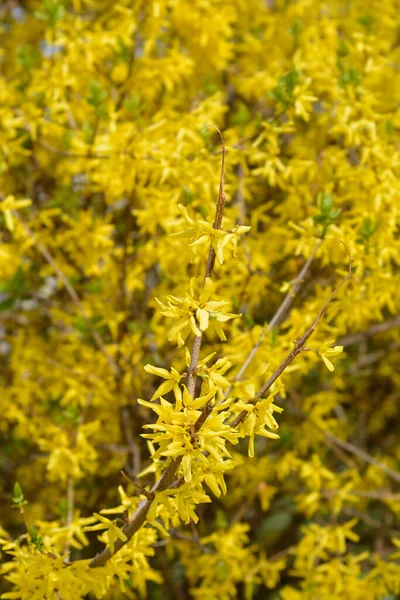 Flores Amarillas Llorando Forsythia Nombre Latino Forsythia Suspensa — Foto de Stock
