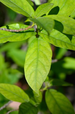 Japanese fig branch with green leaves - Latin name - Ficus erecta