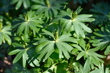 Kış asoniti tohumları ve yaprakları - Latince adı - Eranthis hyemalis