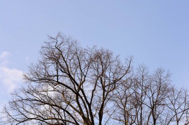 Mavi gökyüzüne karşı tomurcukları olan gümüş kireç dalları Latince adı Tilia tomentosa