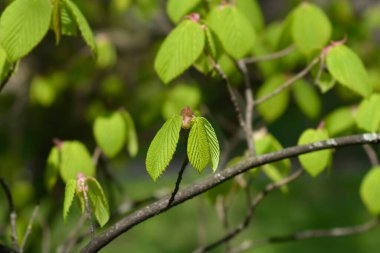 Spike witch hazel branch in the spring - Latin name - Corylopsis spicata