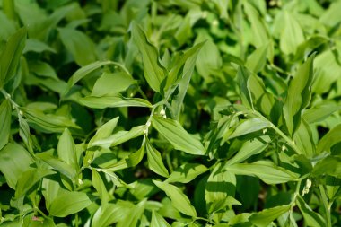 Solomonlar fok yaprakları ve küçük çiçekler - Latince adı - Polygonatum multiflorum