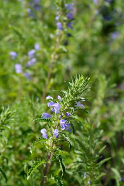 Moldavian dragonhead flowers - Latin name - Dracocephalum moldavica