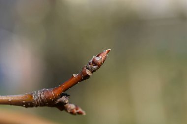 Japanese pear tree branch with buds - Latin name - Pyrus pyrifolia
